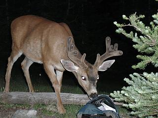 Too-friendly deer at Moose lake