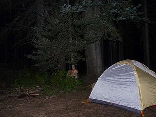 Night creature lurking near the tent