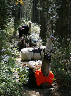 Llamas on the trail