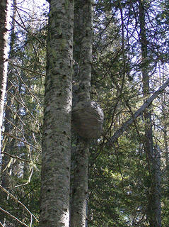 Another nest