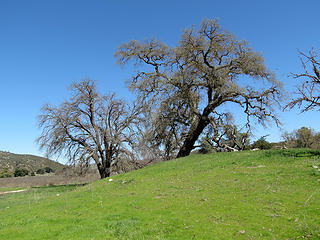 oak trees