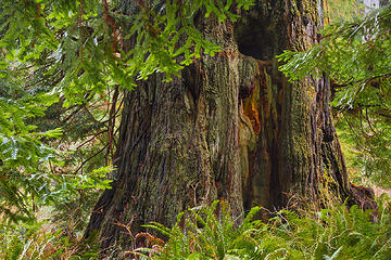 Prairie Creek Redwoods State Park, California Portfolio: <a href="http://www.lucascometto.com" target="_blank">www.lucascometto.com</a>