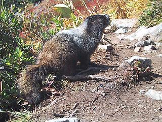 Marmot on Cascade Pass Trail, 2003