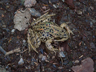 Frog on the trail.