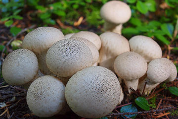 Trail Mushrooms