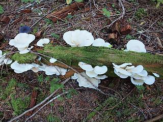 White Fungus Along Milk Creek Trail