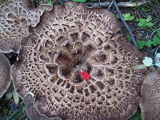 Flesh Eating Fungi