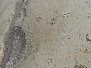 Rodent tracks