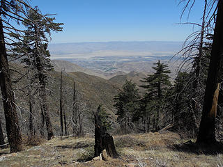 View east between trees