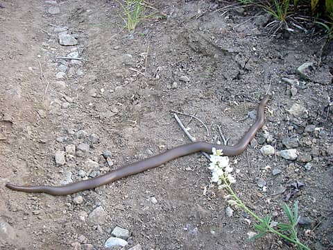 Northern Rubber Boa Snake