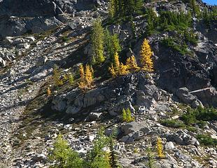 The only fully yellow larches in the area