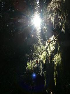 Light Shining through the Woods