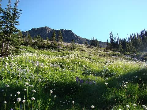 Our route to upper Deception Basin lead us through more beautiful wildflowers.