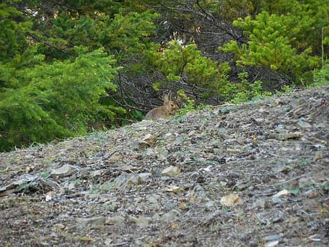 Rabbit along the Dirty Face Ridge trail