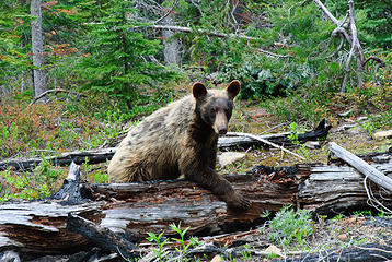 Bear at Eightmile Lake