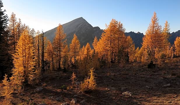 Deep gold larches in front of Pyramid along the way