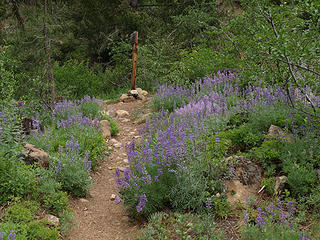 Lupine Junction