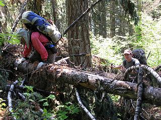 Logs blocking the trail