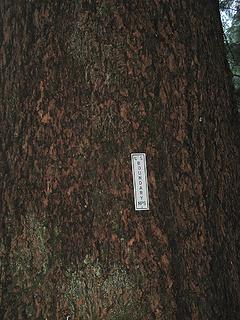 Boundary Marker on a Big Tree