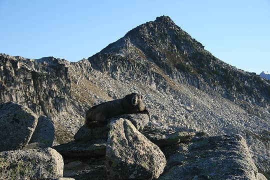 Marmot at Hidden Lake Peak