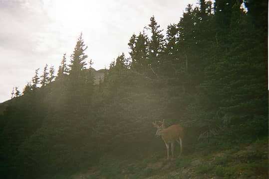 Deer encounter on our way to Deer Park.