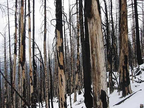 Burnt Trees on Trail