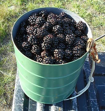 Blackberries (R. Laciniatus) 09/15/21