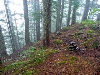 After about an hour the trail gets on top of a forested ridge, shortly before it reaches the base of the cliffs that defend Gunn's south side.