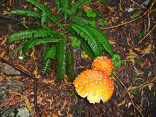Deer fern and orange mushroom