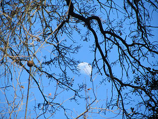 moon through the trees