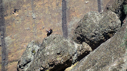 zoomed shot of California Condor