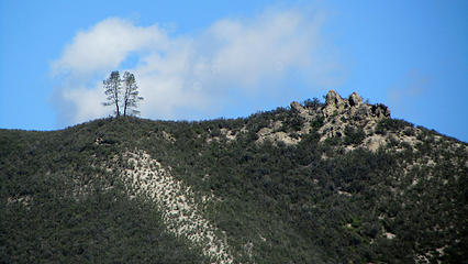 two trees on ridge