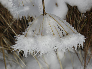 Ice Flower on Rock Mountain (the Zachster)