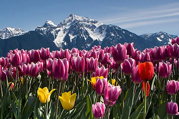 Cascade Tulips (Karen)