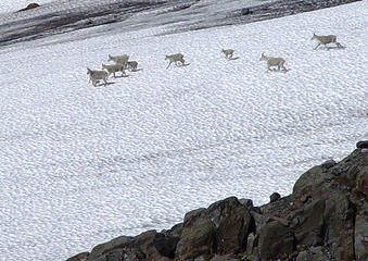 Avalanche Gorge goats