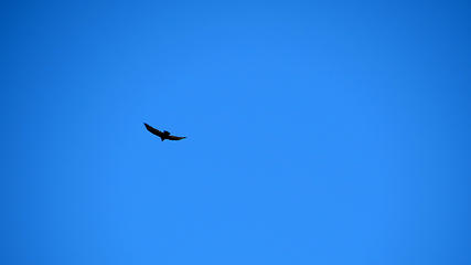 first California Condor sighting
