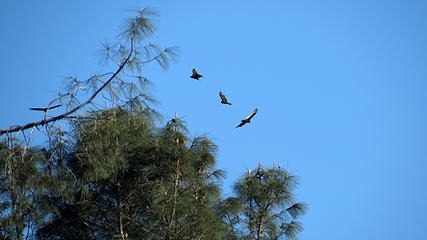 Turkey Vultures soaring over campground