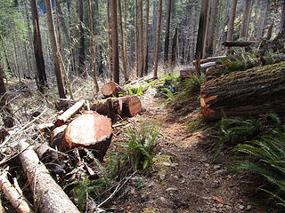 HUGE logs cleared!