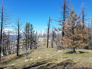 Burnt forest along Ruby Hill summit ridge