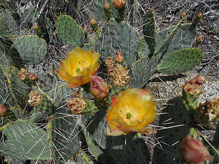Prickly pear blooms