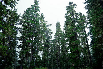 HUGE trees at the ridge