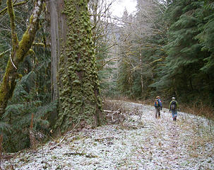 Big cedar - hikers for scale