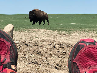 Bison!, Badlands Nat'l Park, South Dakota