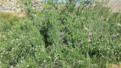 Chilopsis linearis ssp. arcuata (Desert Willow)