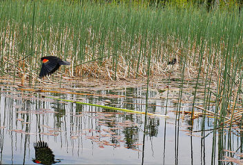 Red winged blackbird. 
Hosmer Lake OR, 6/7/18