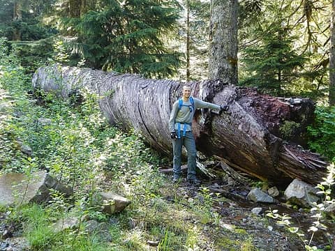 the "big log"