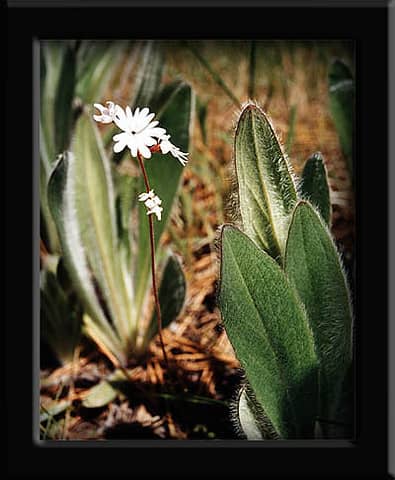 White Flower on Kamiak Butte...Forgot the Name..Alan Mentioned Them