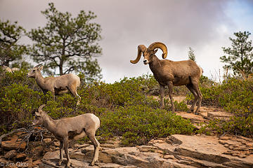 bighorn dad and kids (1 of 1)