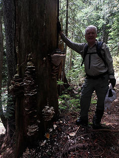 Large Shelf Fungus near "Pancake Stack" of fungi