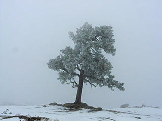 Lone Pine in the Fog
